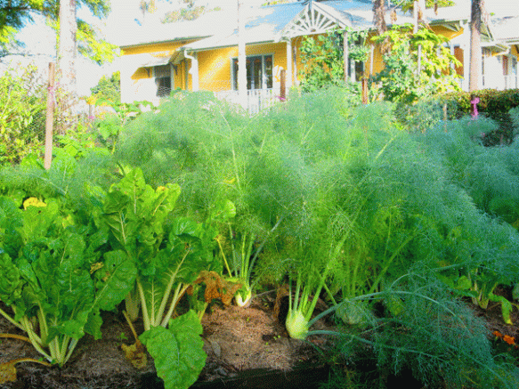 fennel-and-casa