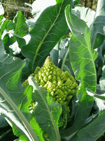 romanesco-in-garden