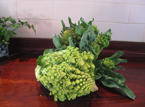 romanesco-in-kitchen